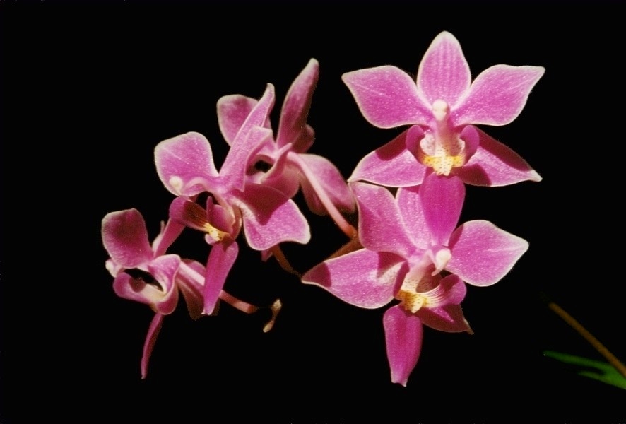 Phalaenopsis-Hybride