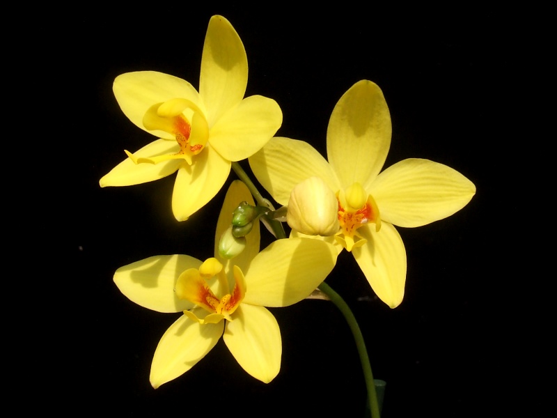Spathoglottis-Hybride gelb