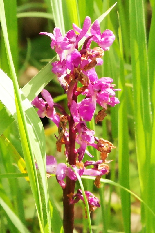 Orchideen und Diptam im Huy