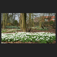 2014-04-01_Anemone_nemorosa_01.jpg