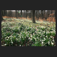 2015-03-22_Leucojum_vernum_Oderwald_05.jpg