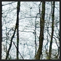 2021-04-01_Buschwindroeschen_Cremlingen_t_1f_1_1.jpg