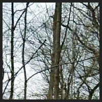 2021-04-01_Buschwindroeschen_Cremlingen_t_1f_1_2.jpg