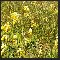 2021-04-28_Schluesselblumen_Liebenburg_t_1l_3_3.jpg
