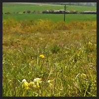 2021-04-28_Schluesselblumen_Liebenburg_t_1r_3_2.jpg