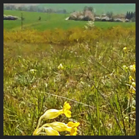 2021-04-28_Schluesselblumen_Liebenburg_t_1r_3_3.jpg