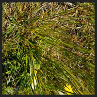 2021-04-28_Schluesselblumen_Liebenburg_t_2d_2_2.jpg