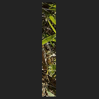 d1_2.jpg