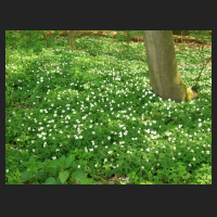 2013-05-04_Anemone_nemorosa_1.jpg