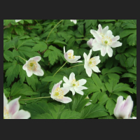 2013-05-04_Anemone_nemorosa_2.jpg