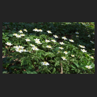 2014-03-20_Anemone_nemorosa_3.jpg