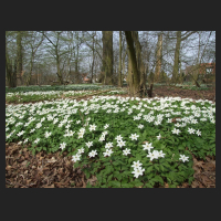 2014-04-01_Anemone_nemorosa_03.jpg