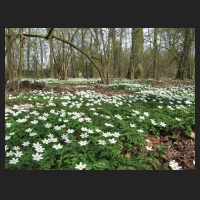 2014-04-01_Anemone_nemorosa_04.jpg