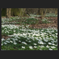 2014-04-01_Anemone_nemorosa_05.jpg