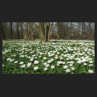 2014-04-01_Anemone_nemorosa_09.jpg