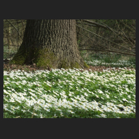 2014-04-01_Anemone_nemorosa_12.jpg