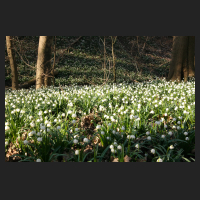 2015-03-18_Leucojum_vernum_Gegensteine_01.jpg