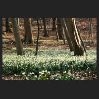 2015-03-18_Leucojum_vernum_Gegensteine_15.jpg