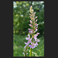 2016-06-06_Dactylorhiza_03.jpg