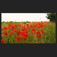 2017-06-05_Mohn_bei_Salzdahlum_03.jpg