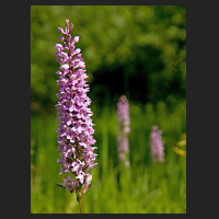 2017-06-11_Dactylorhiza_bei_Sickte_01.jpg