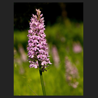 2017-06-11_Dactylorhiza_bei_Sickte_03.jpg