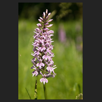 2017-06-11_Dactylorhiza_bei_Sickte_04.jpg