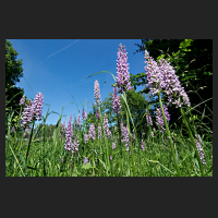 2017-06-14_Dactylorhiza_bei_Sickte_03.jpg