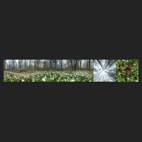 2021-04-01_Buschwindroeschen_Cremlingen_preview.jpg