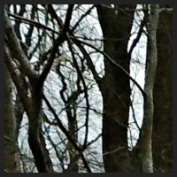 2021-04-01_Buschwindroeschen_Cremlingen_t_1b_1_1.jpg
