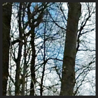 2021-04-01_Buschwindroeschen_Cremlingen_t_1b_1_2.jpg