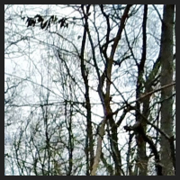2021-04-01_Buschwindroeschen_Cremlingen_t_1b_1_3.jpg