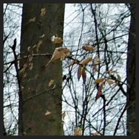 2021-04-01_Buschwindroeschen_Cremlingen_t_1b_1_4.jpg
