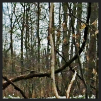 2021-04-01_Buschwindroeschen_Cremlingen_t_1b_2_3.jpg