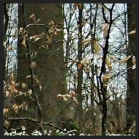 2021-04-01_Buschwindroeschen_Cremlingen_t_1b_2_4.jpg