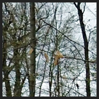 2021-04-01_Buschwindroeschen_Cremlingen_t_1f_1_3.jpg