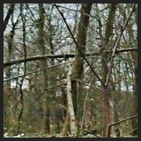 2021-04-01_Buschwindroeschen_Cremlingen_t_1f_2_1.jpg