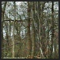 2021-04-01_Buschwindroeschen_Cremlingen_t_1f_2_2.jpg
