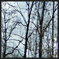 2021-04-01_Buschwindroeschen_Cremlingen_t_1l_1_2.jpg