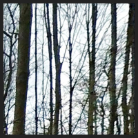 2021-04-01_Buschwindroeschen_Cremlingen_t_1l_1_4.jpg