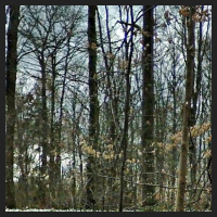 2021-04-01_Buschwindroeschen_Cremlingen_t_1l_2_2.jpg