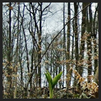 2021-04-01_Buschwindroeschen_Cremlingen_t_1l_2_3.jpg