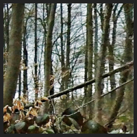 2021-04-01_Buschwindroeschen_Cremlingen_t_1l_2_4.jpg