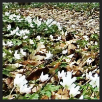 2021-04-01_Buschwindroeschen_Cremlingen_t_1l_3_1.jpg