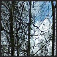 2021-04-01_Buschwindroeschen_Cremlingen_t_1r_1_2.jpg