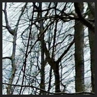 2021-04-01_Buschwindroeschen_Cremlingen_t_1r_1_4.jpg