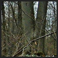 2021-04-01_Buschwindroeschen_Cremlingen_t_1r_2_1.jpg