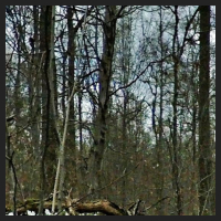 2021-04-01_Buschwindroeschen_Cremlingen_t_1r_2_2.jpg