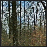 2021-04-01_Buschwindroeschen_Cremlingen_t_1r_2_3.jpg