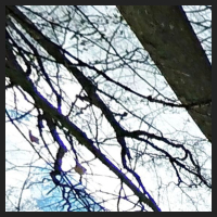2021-04-01_Buschwindroeschen_Cremlingen_t_1u_1_1.jpg